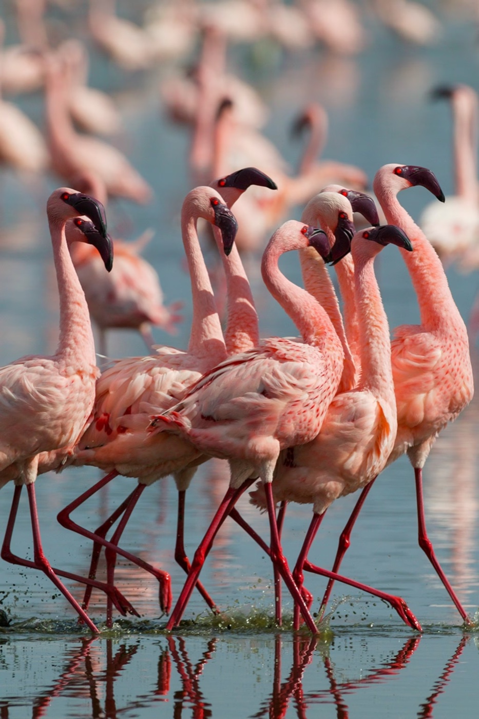 A flock of pink flamingos
