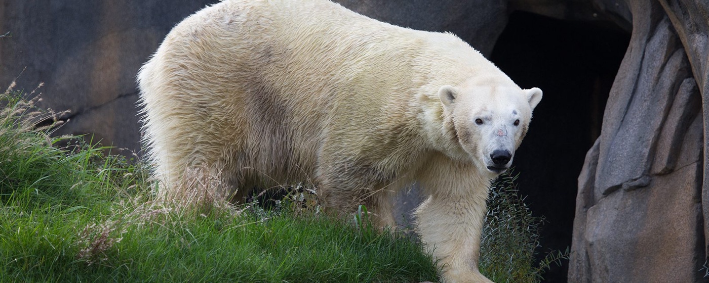 A polar bear on grass