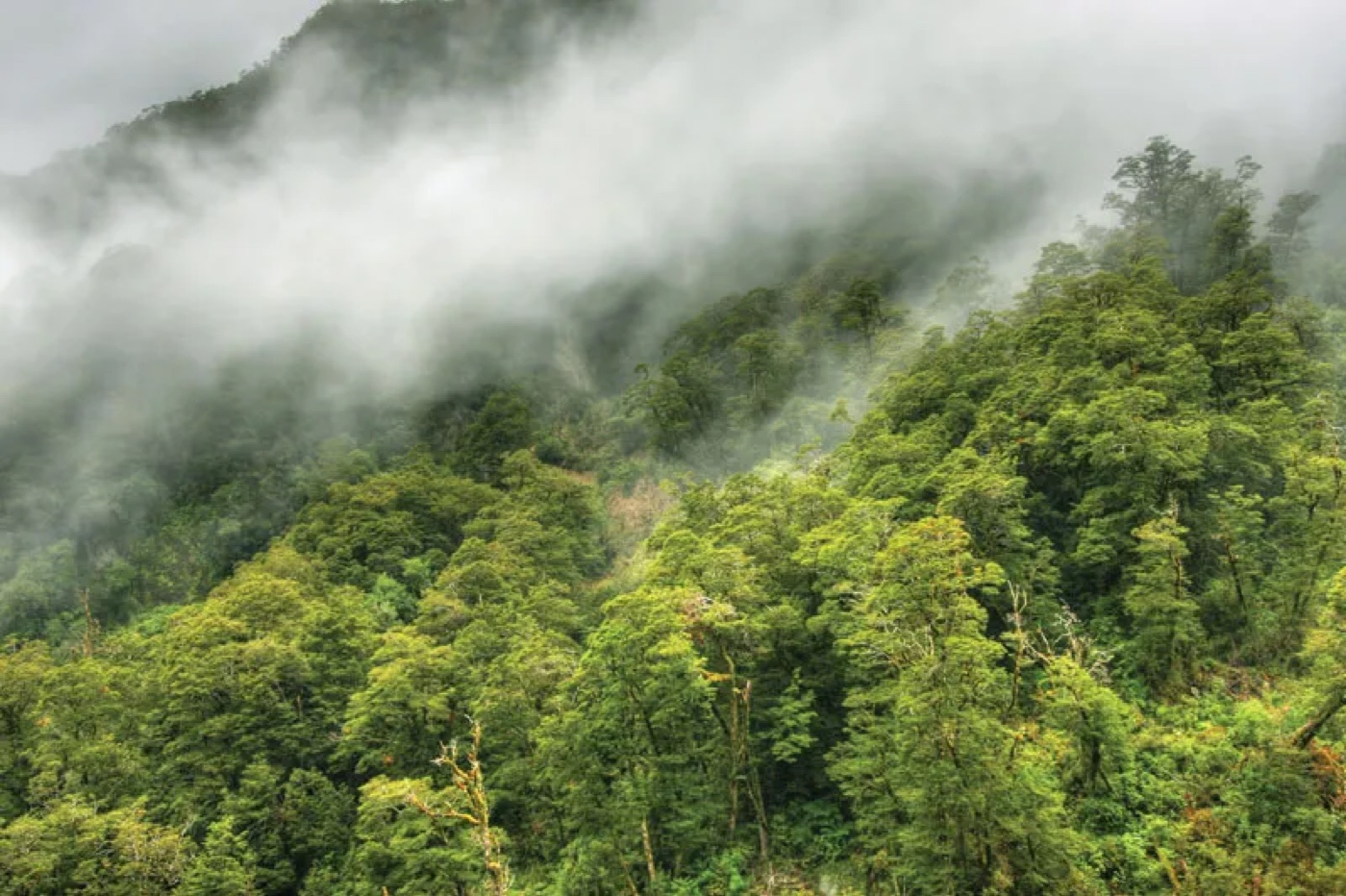 Misty green rainforest