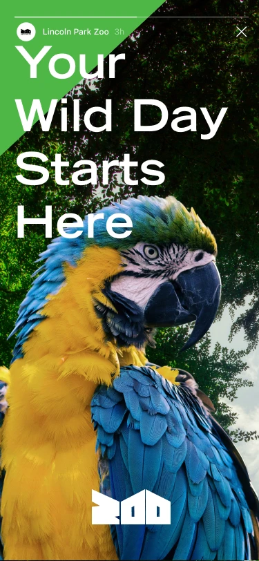 Story: Your Wild Day Starts Here, with a blue and gold macaw on green