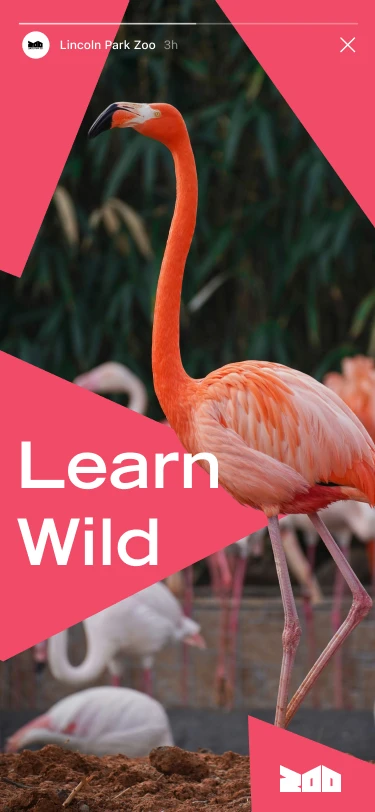 Story: Learn Wild, with a flamingo on pink