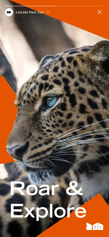 Story: Roar & Explore, with a leopard on orange