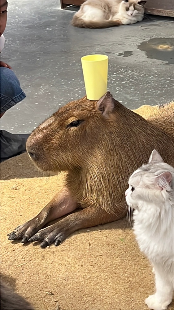 a capybara, completely unbothered
