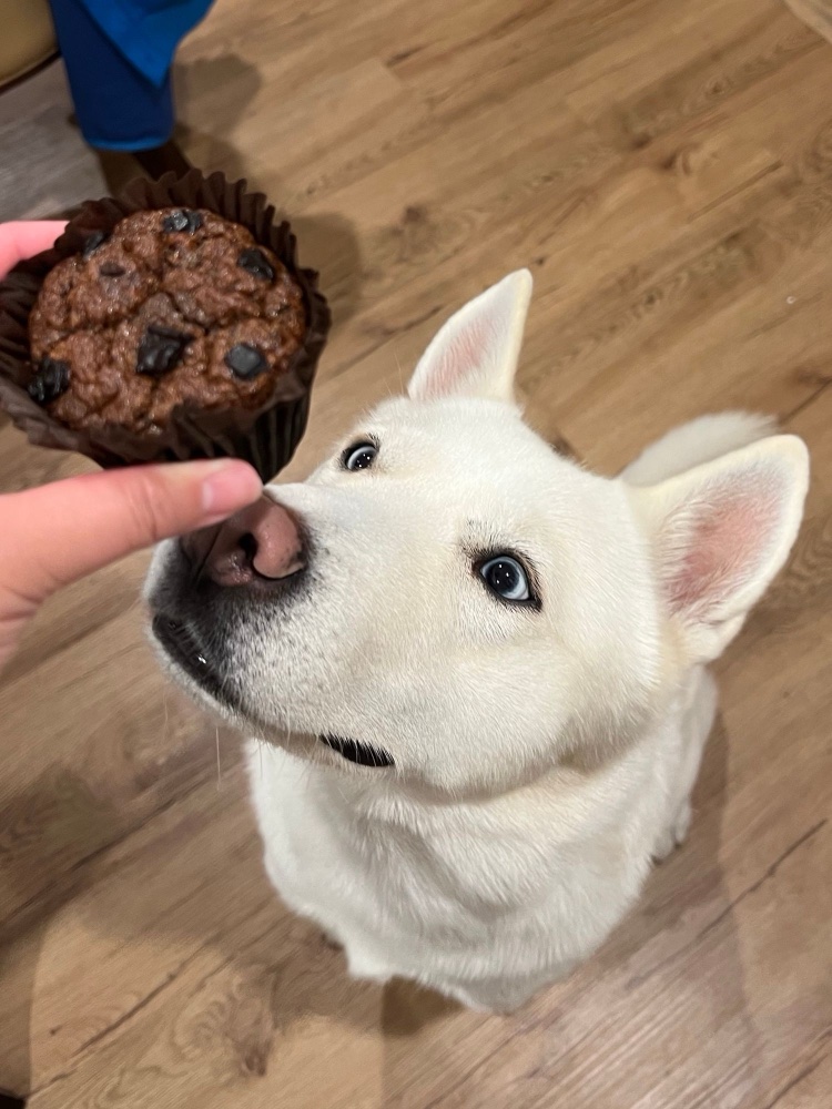 Wally, negotiating for a muffin